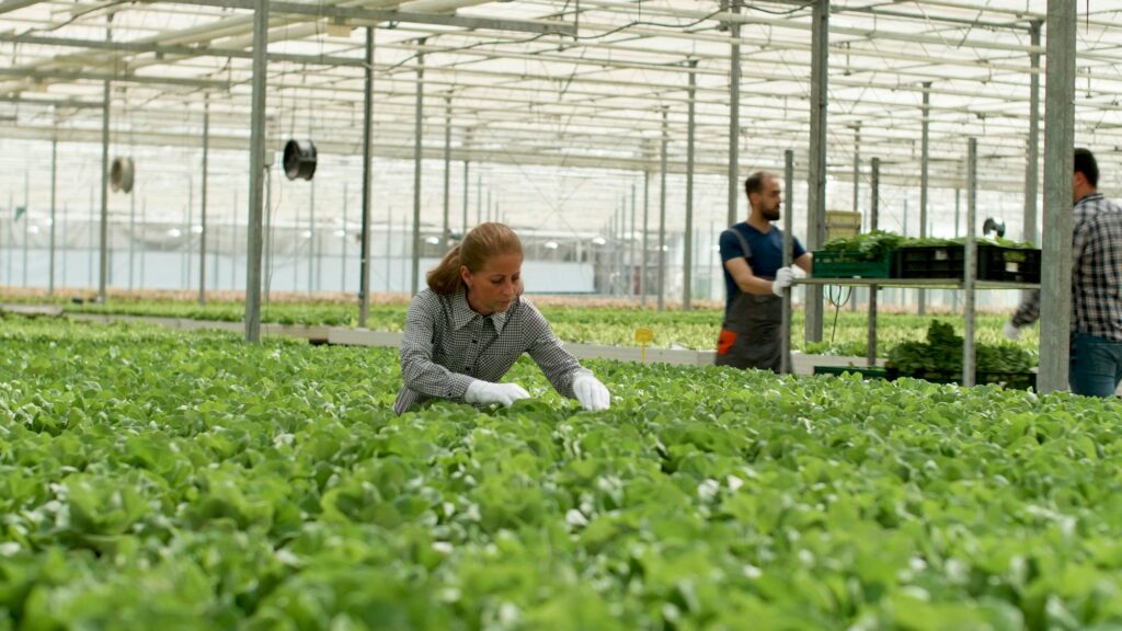 Agronomist businesswoman working in hydroponics greenhouse